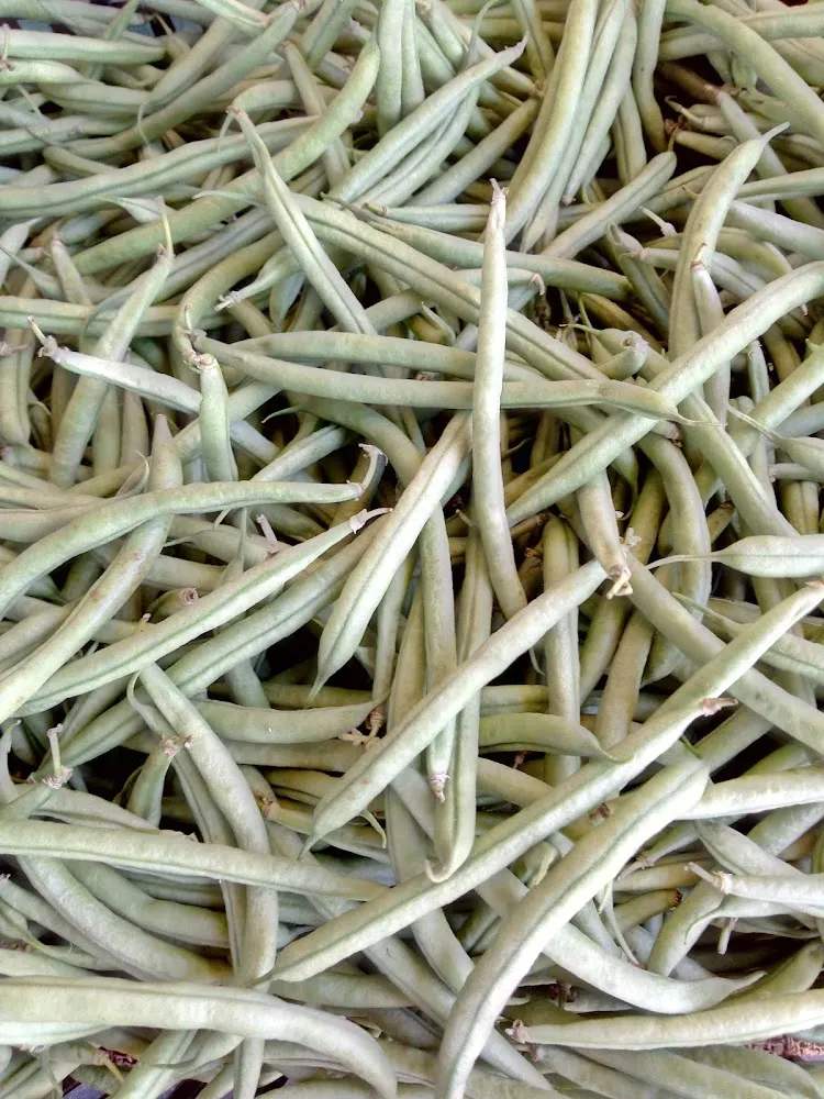Haricots Verts